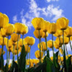 Meet your Posher, Alisa